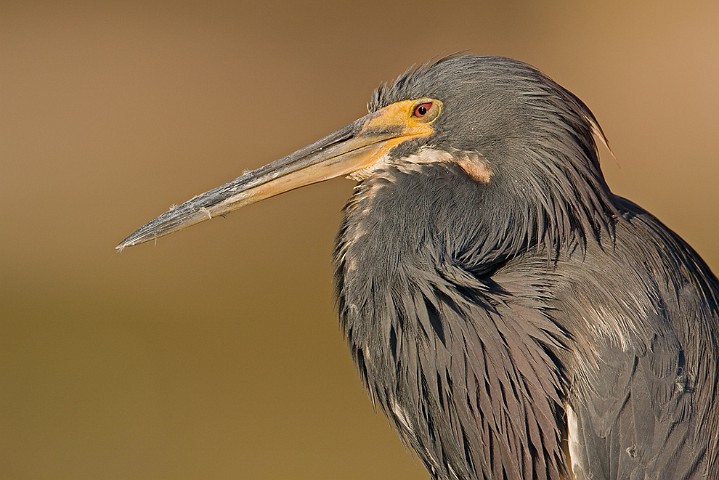 Dreifarbenreiher Egretta tricolor Tricolored Heron